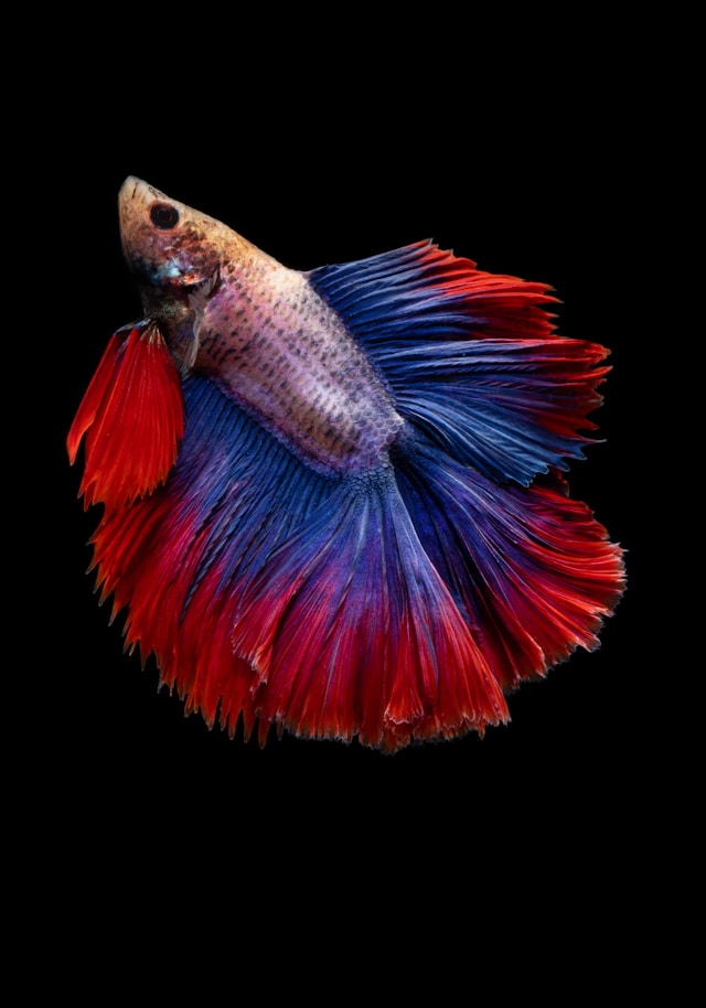 Betta splendens — Combattant Siamois