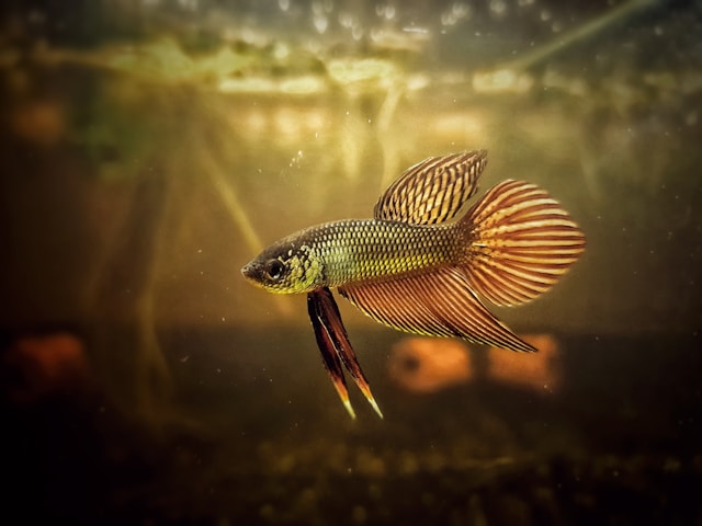 Betta splendens