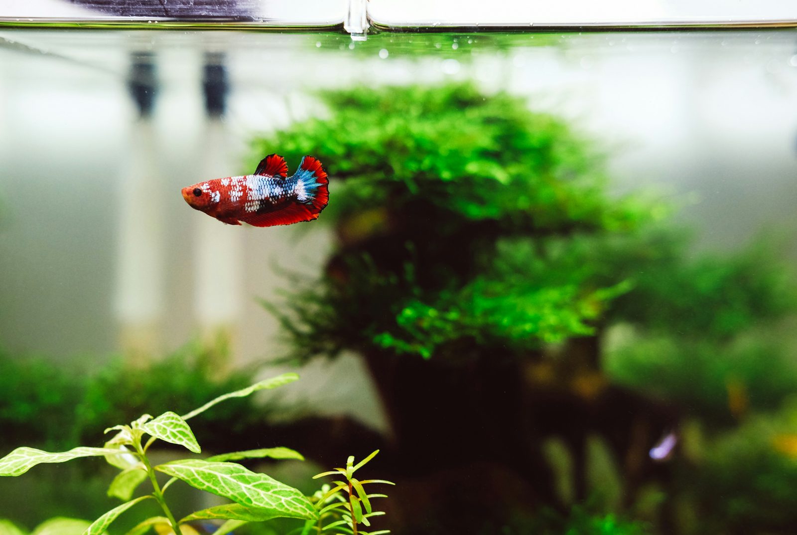 Aquarium planté pour betta