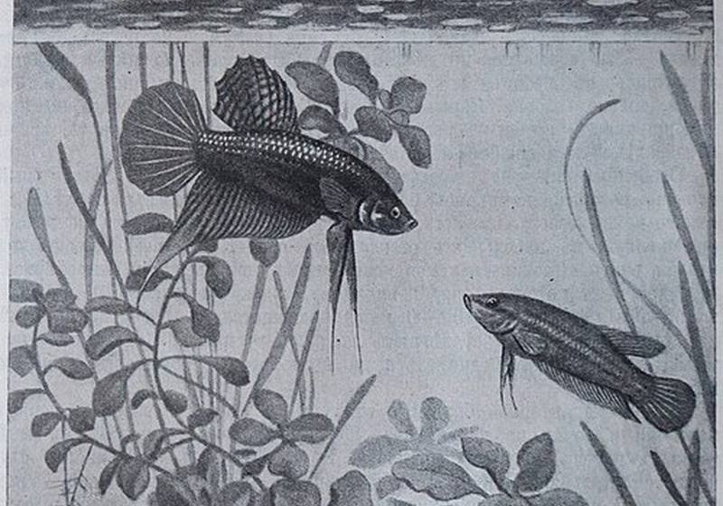 Des combattants dans « L'Aquarium de l'amateur » de N. Zolotnitsky, 1916