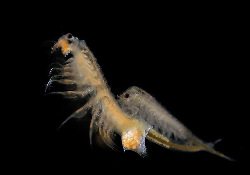 Artémia adulte (Artemia salina)