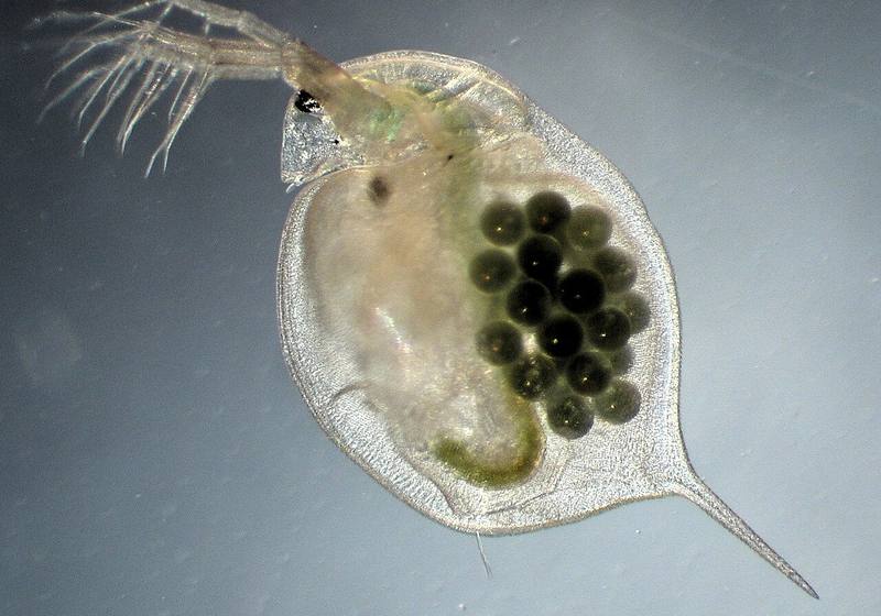 Daphnie (Daphnia magna) portant ses œufs