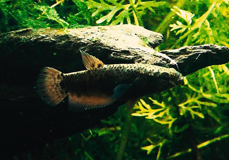 Betta channoides femelle