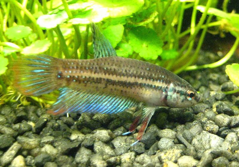 Betta imbellis mâle