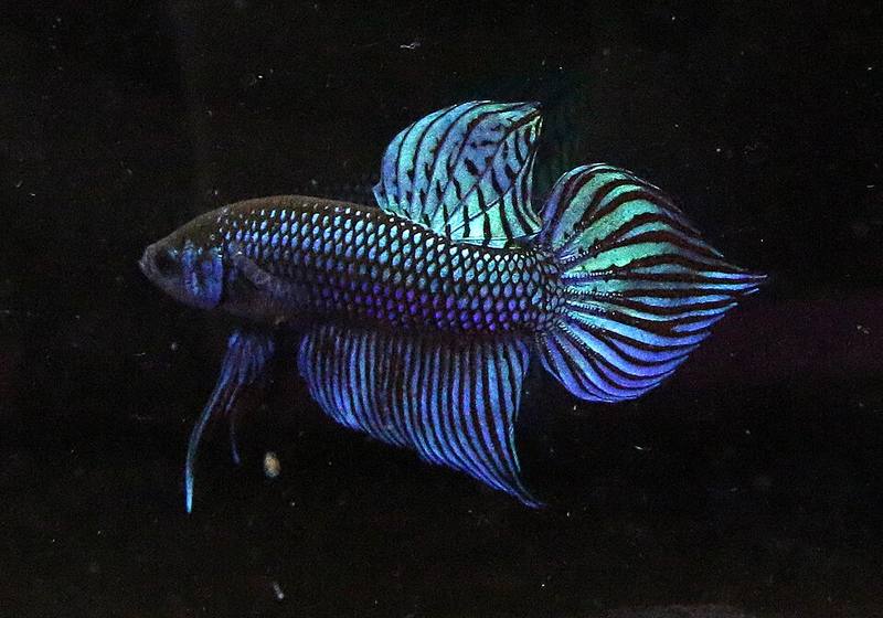 Betta mahachaiensis mâle