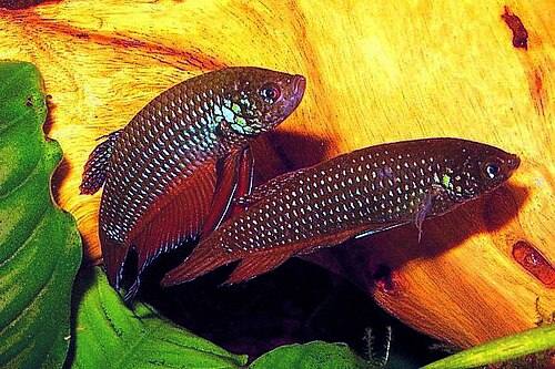 Un couple de Betta smaragdina